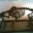 Museu de Caracas tem esqueleto completo de dentes-de-sabre