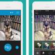 Barkcam: conheça o Instagram para cachorros