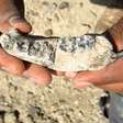 Descoberto fóssil humano mais antigo com 2,8 milhões de anos