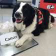 Cachorro treinado detecta câncer de tireoide em urina humana