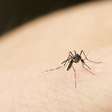 Cientistas desvendam tática de mosquitos para picar humanos