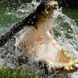 Idoso luta com crocodilos após amigo se afogar