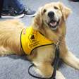 Cães treinados ajudam pessoas com necessidades especiais