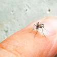 "Aedes do Bem" elimina larvas do mosquito