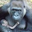 Fofo! Gorila de zoo de BH vai passar Dia das Mães com bebê