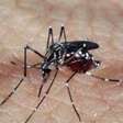 Pesquisadores do PA criam repelente contra o Aedes Aegypti