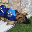 Cão é reprovado em teste policial por ser muito dócil