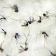 Combate ao Aedes aegypti continua e todo mundo deve ajudar