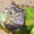 Por que os lagartos têm um 'terceiro olho'