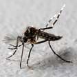 Fique alerta! Saiba como combater o mosquito Aedes aegypti