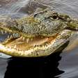 Crocodilo mata pastor durante batismo em lago da Etiópia