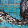 A cobra coberta por mais de 500 carrapatos resgatada na Austrália