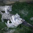 Filhotes de tigre branco em zoológico no Brasil são exibidos