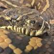 Cobra encontrada com 511 carrapatos passa por tratamento para anemia na Austrália