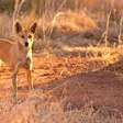 Pai salva bebê arrastado por cão selvagem enquanto dormia em van na Austrália