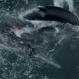 Vídeo: orcas perseguem e matam filhote de baleia-cinzenta