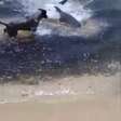 Cachorros atacam tubarões em praia na Austrália; veja