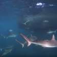 Vídeo impressionante mostra tubarões atacando cardume de sardinhas; assista