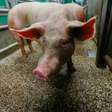 Brasil pode ter teste de rim de porco para humano em 2 anos