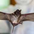 Cientistas encontram novas evidências sobre origem do coronavírus nos morcegos