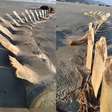 Esqueleto gigante é encontrado no litoral de São Paulo