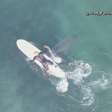 EUA: drone filma tubarões nadando perto de surfistas; veja