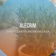 Alecrim: saiba como plantar em casa