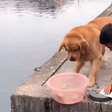 Cão impede que peixes sejam cortados e vídeo viraliza; veja