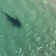 Tubarão é visto em praias de Saquarema, no litoral do Rio