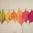 Cores para o outono: significado e como usar