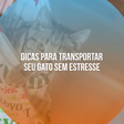 Dicas para transportar seu gato sem estresse