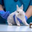 Veganos tomam vacinas e remédios testados em animais?
