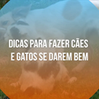 Dicas para fazer cães e gatos se darem bem