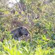 Bisneto de caçador dedica a vida a salvar onças-pintadas no Pantanal