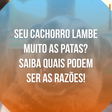 Seu cachorro lambe muito as patas? Saiba quais podem ser as razões!