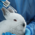 A importância de lutar pelo o fim dos testes em animais