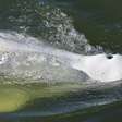 Franceses querem usar vitaminas para resgatar baleia presa no rio Sena