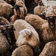 Qual é a diferença entre bode, carneiro, cabra e ovelha?