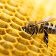 Abelhas além do mel: criadores e chefs fazem alerta para risco de extinção