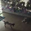Cãozinho 'gatuno' tenta furtar ovelha de pelúcia de loja no interior de SP