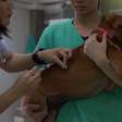 Conheça doenças em cães que podem ser evitadas com vacinas