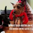 Gato ou cachorro: qual pet adotar?