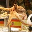 Você lembra com o polvo Paul? Saiba o que aconteceu com o vidente da Copa do Mundo de 2010