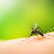 Dengue: 10 perguntas sobre a doença respondidas