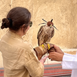 Paixão nacional: falcões contam com mercado especializado e até hospital no Catar