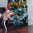 Família encontra cobra venenosa em árvore de Natal