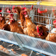 A importância dos ovos e a crueldade com as galinhas