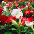 Dia Internacional da Mulher: mercado de flores estima incremento