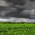 Chuvas vão impactar colheita na metade norte do país
