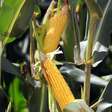 Plantio do milho segunda safra atinge 61% no Paraná
